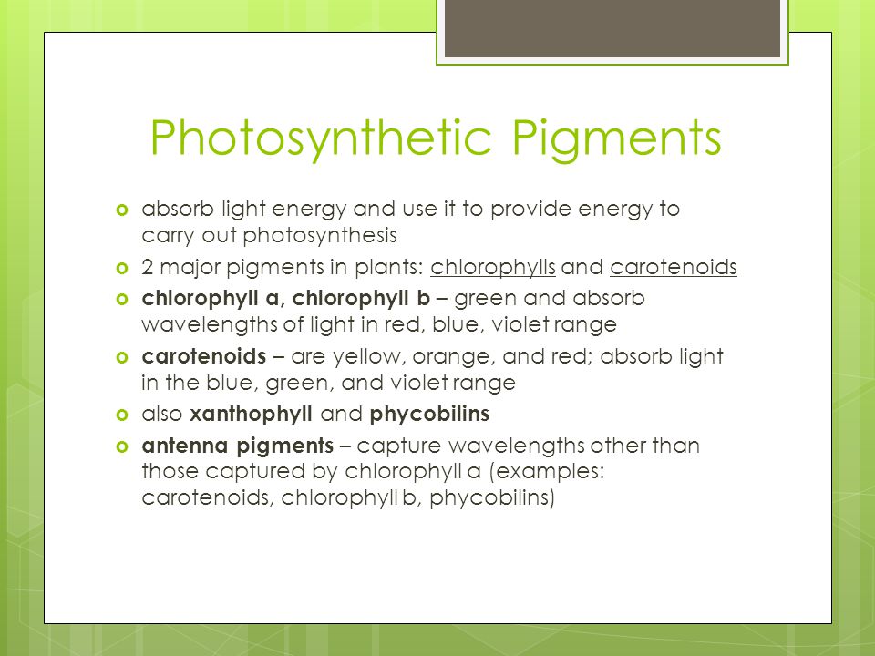 Photosyntetic pigments essay